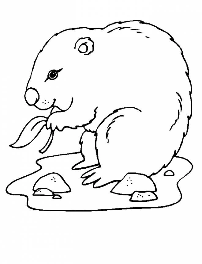 Kolorowanka gruby świstak
